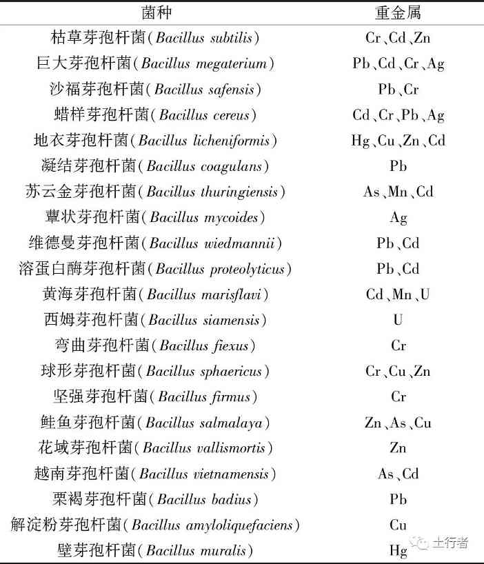 芽孢杆菌在重金属污染土壤修复中的研究进展