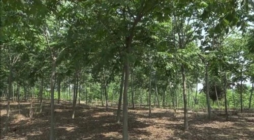 江苏建成首个大型活动碳中和林